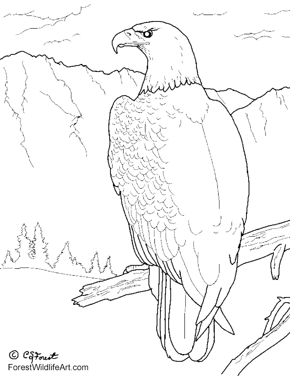 1236x1600 Eagle Eye Animal Free Draw To Color