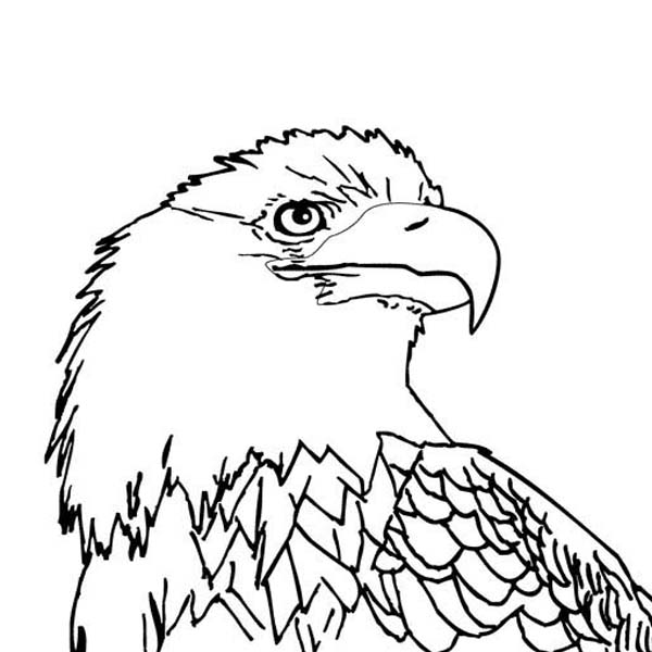 600x600 Bald Eagle With Smooth Feather Coloring Page