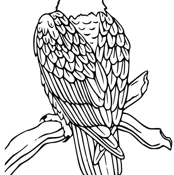 596x600 Eagle Coloring Sheet Bald Eagle With Smooth Feather Coloring Page