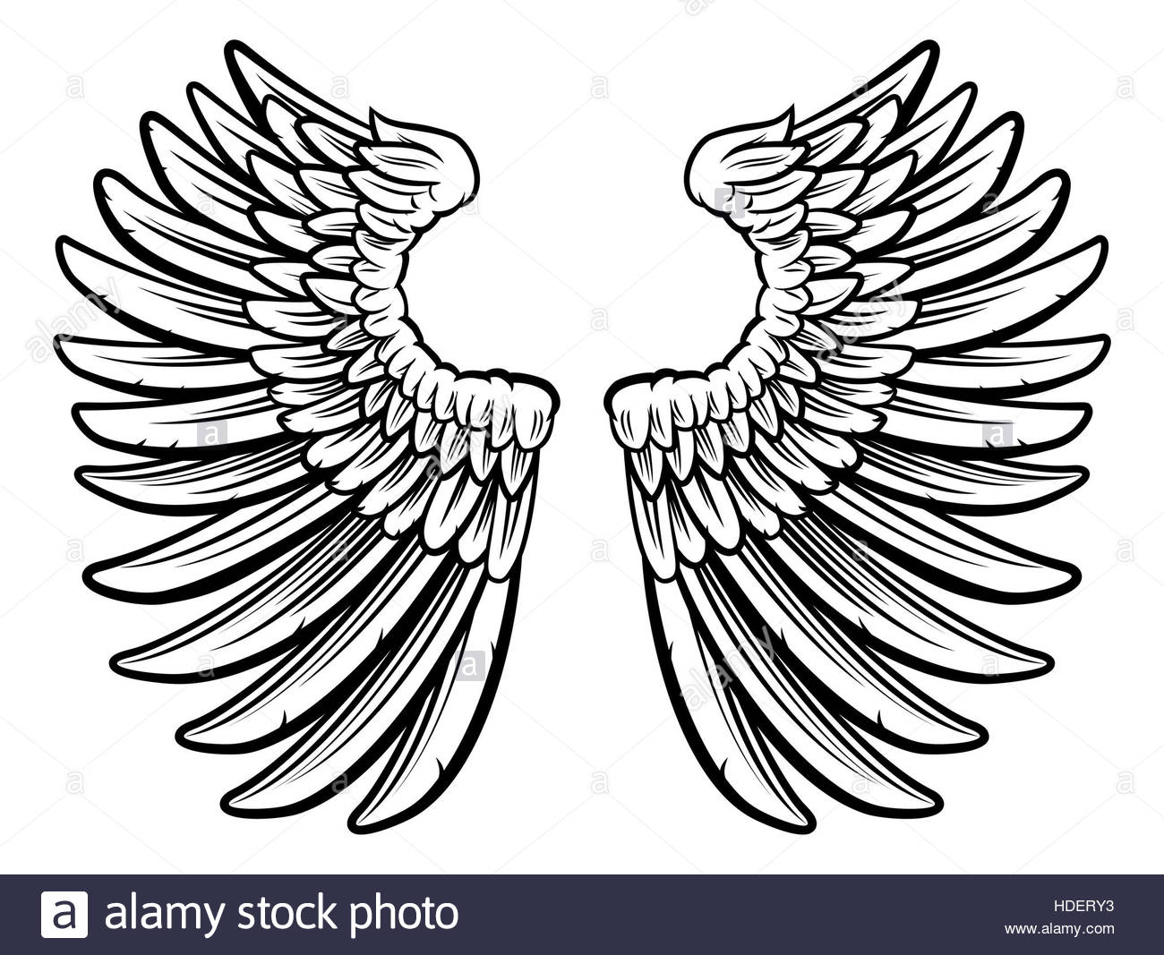 1300x1067 Eagle Feathers Cut Out Stock Images Amp Pictures