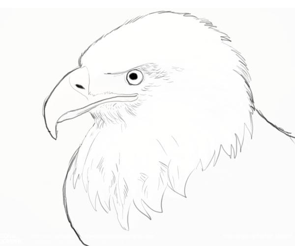 600x500 Drawn Bald Eagle Eagle Eye