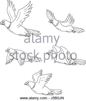 300x351 Collection Set Of Illustrations Of Bald Eagle Flying With Wings