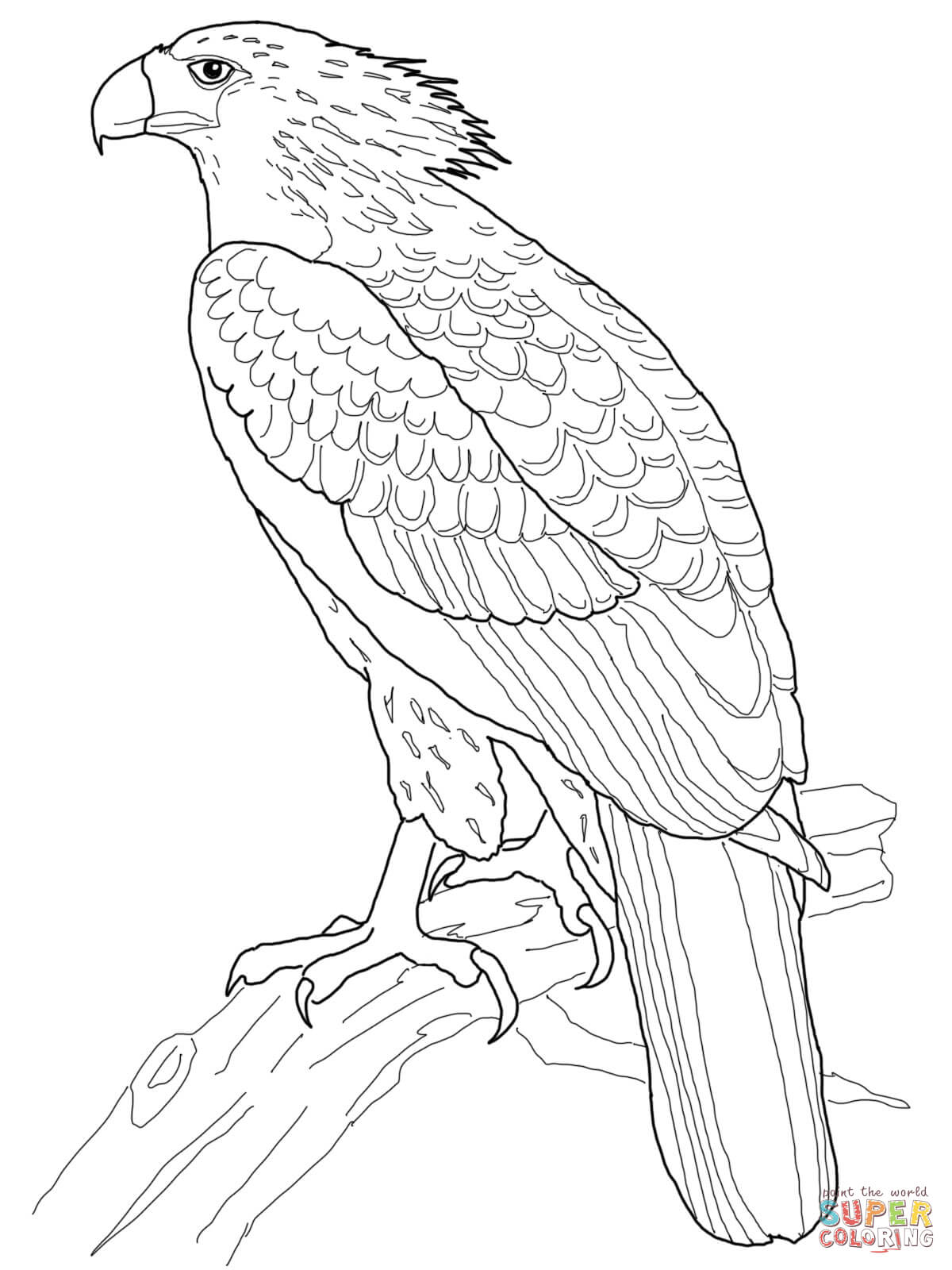 1200x1600 Philippine Eagle Coloring Page Free Printable Coloring Pages
