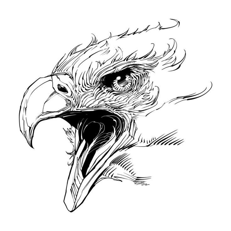 Eagle Head Drawing