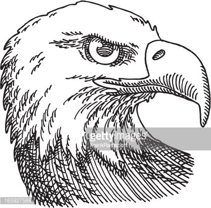 417x412 Bald Eagle Head Drawing Premium Clipart