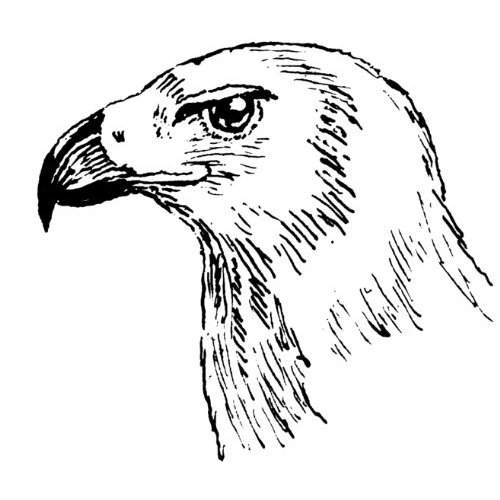 500x500 Eagle Head Line Drawing