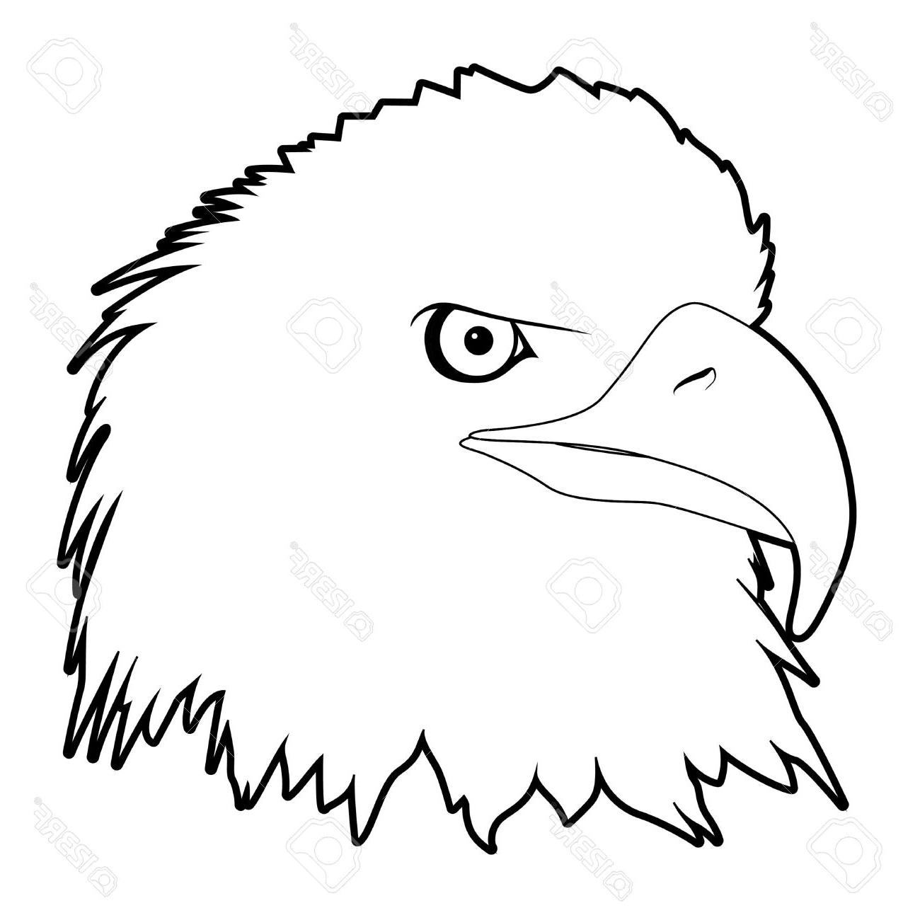1300x1300 Best Hd Outline Drawn Eagle Head On White Background Stock Vector