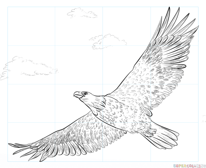 706x575 How To Draw A Bald Eagle Step By Step Drawing Tutorials