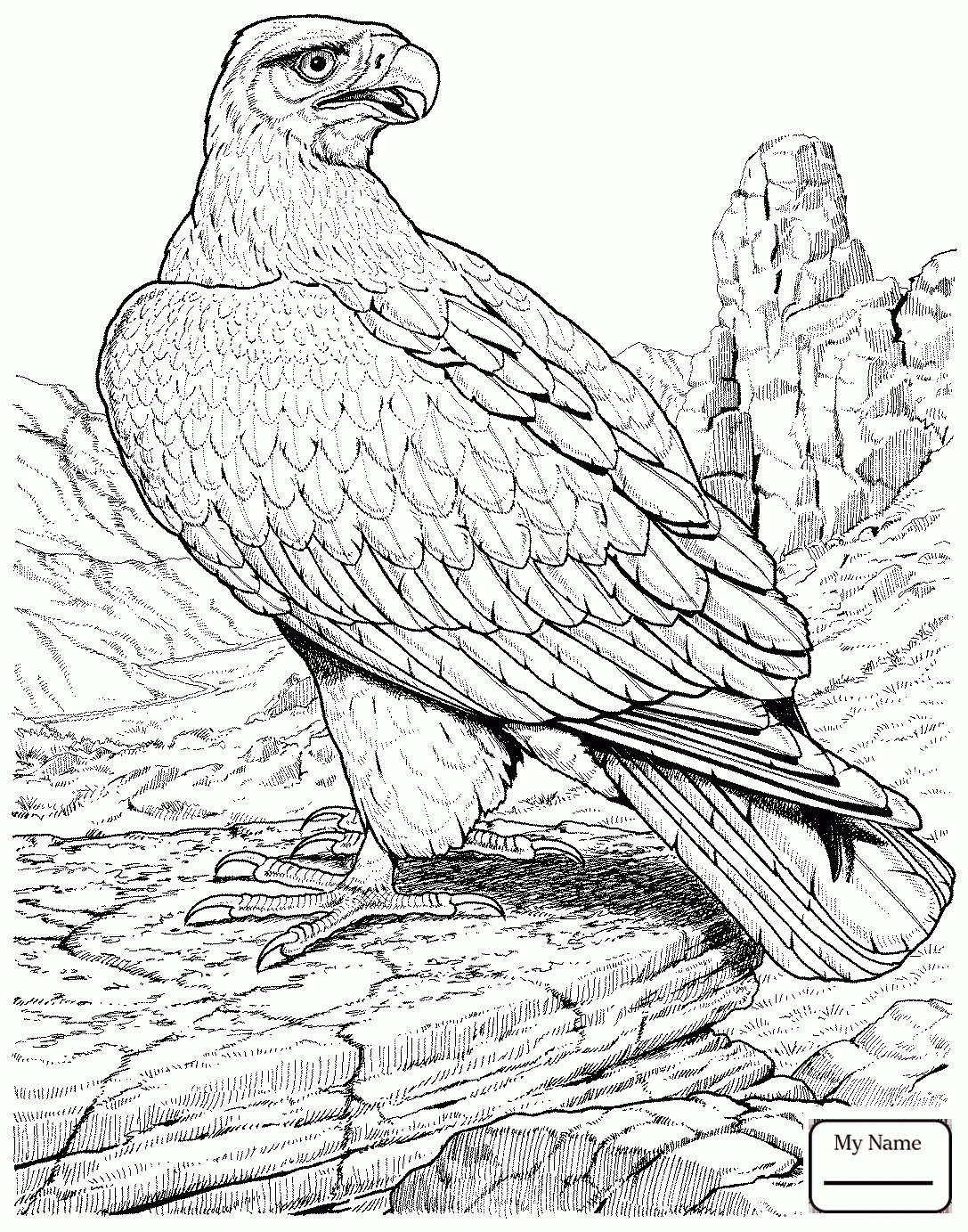 1087x1383 Birds Eagle Philippine Eagle Portrait Eagle Coloring Pages