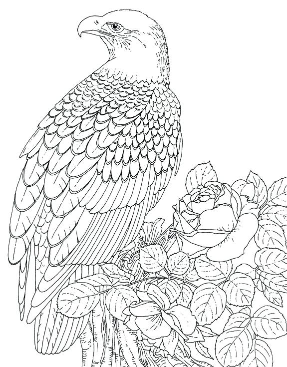 575x735 Eagle Color Page Drawing Flying Eagle Coloring Page Harpy Eagle