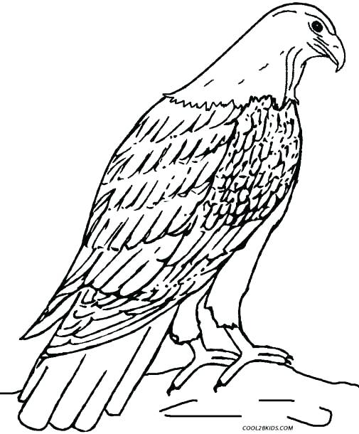 505x610 Eagle Coloring Printable Eagle Coloring Eagle Coloring Sheets