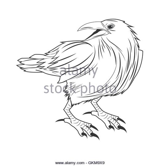 520x540 Eagle Drawing Stock Photos Amp Eagle Drawing Stock Images