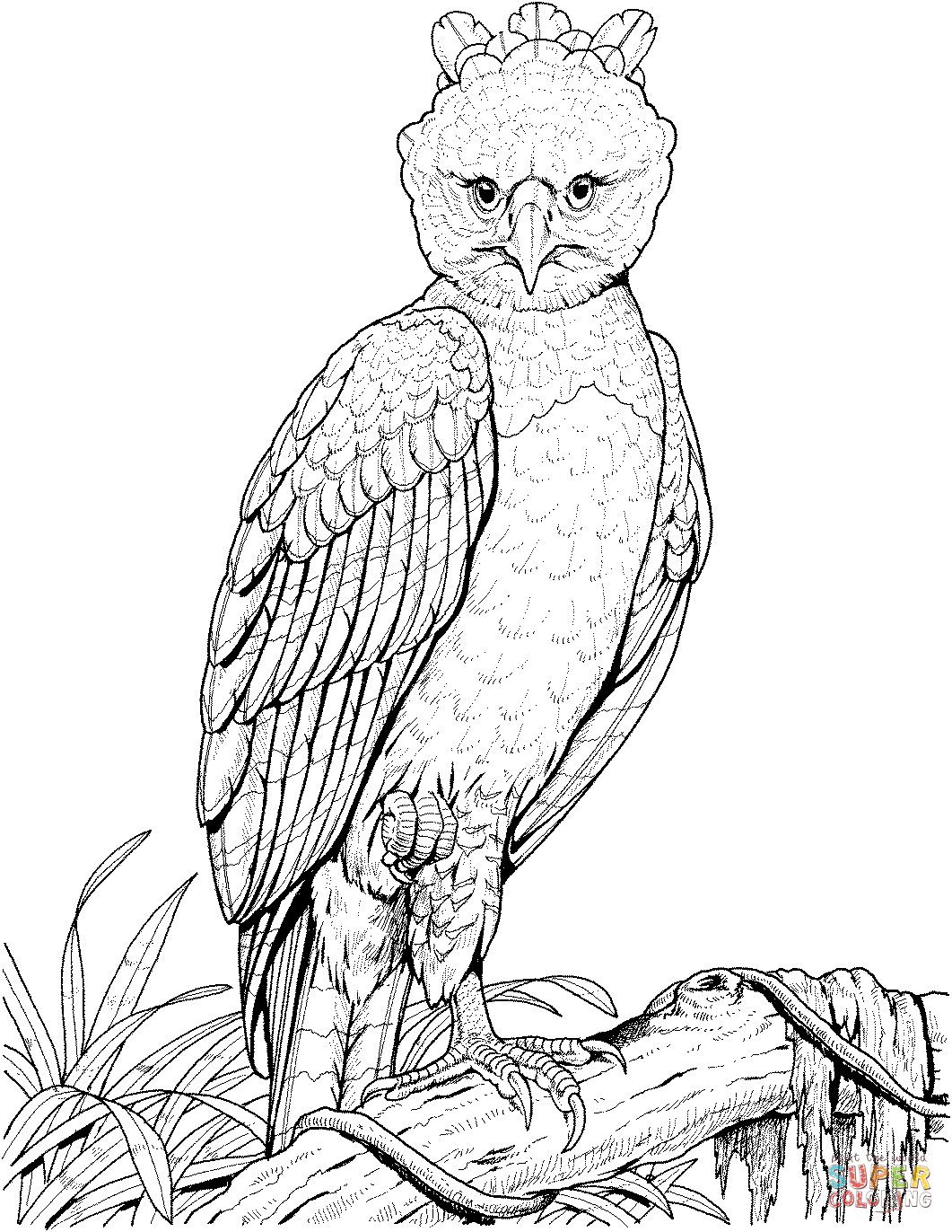 1061x1372 Harpy Eagle Coloring Page Free Printable Coloring Pages