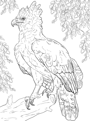 360x480 Harpy Eagle Perched On A Branch Coloring Page Free Printable