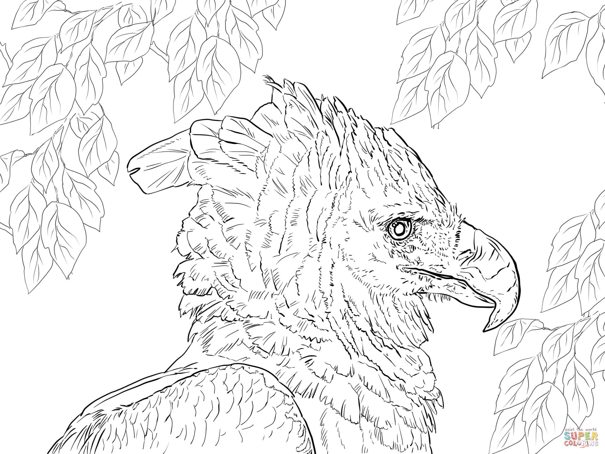 2048x1536 Harpy Eagle Clipart Line Drawing