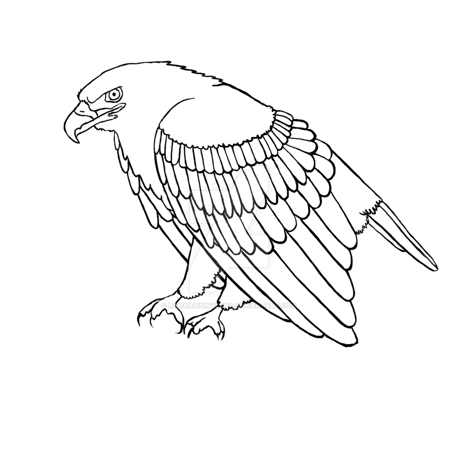 900x900 Random Eagle Lineart By Raraavisinterra