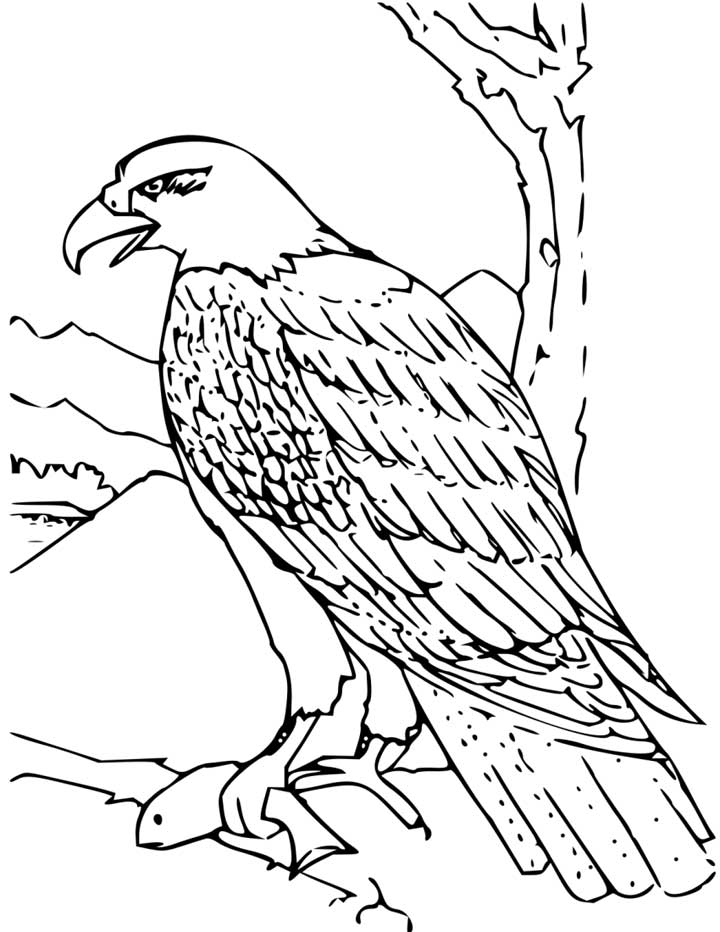 720x932 Bald Eagle Clipart Line Drawing