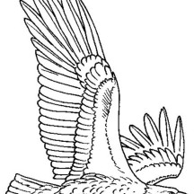 216x216 Drawn Bald Eagle Outline