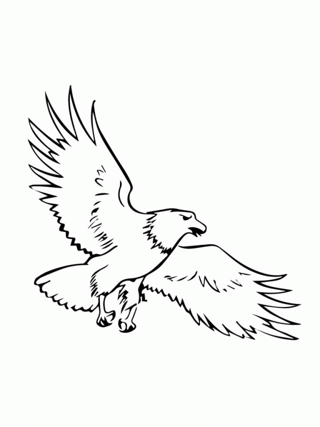 640x853 Bald Eagle Coloring Page Many Interesting Cliparts