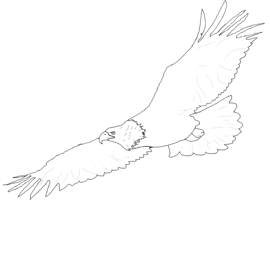 894x894 Best Photos Of Flying Eagle Outline