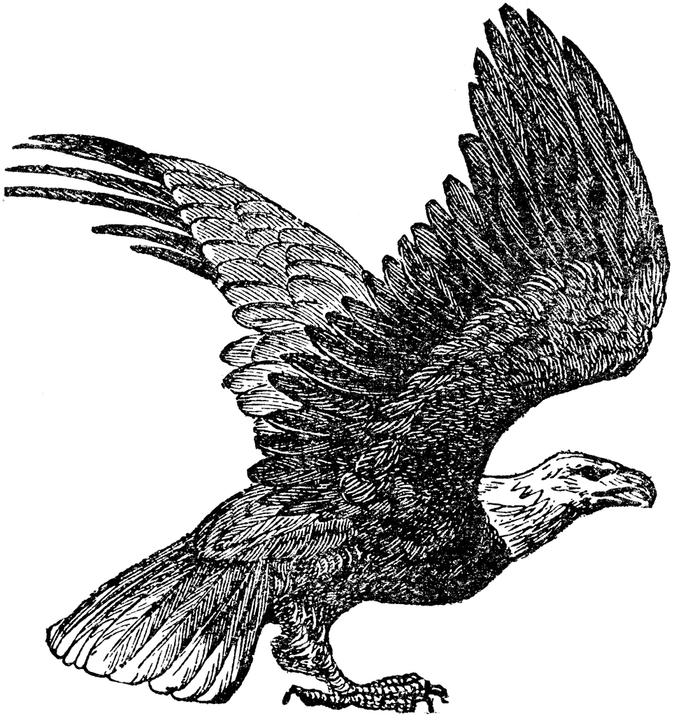 964x1024 Drawn Bald Eagle White Tailed Eagle