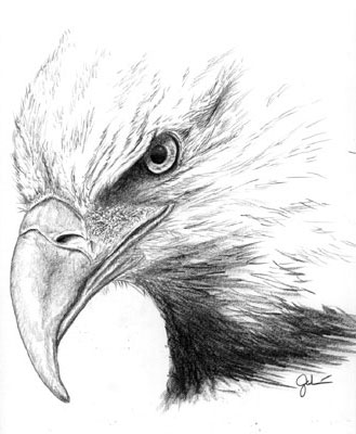 329x400 Eagle Pencil Drawing Pencil Drawings