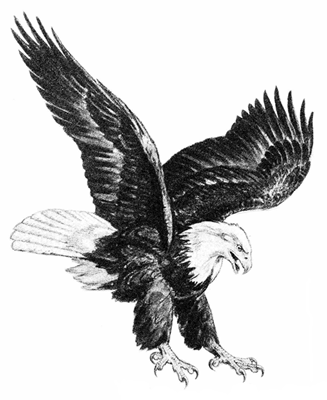 327x400 Flying Eagle Drawings In Pencil