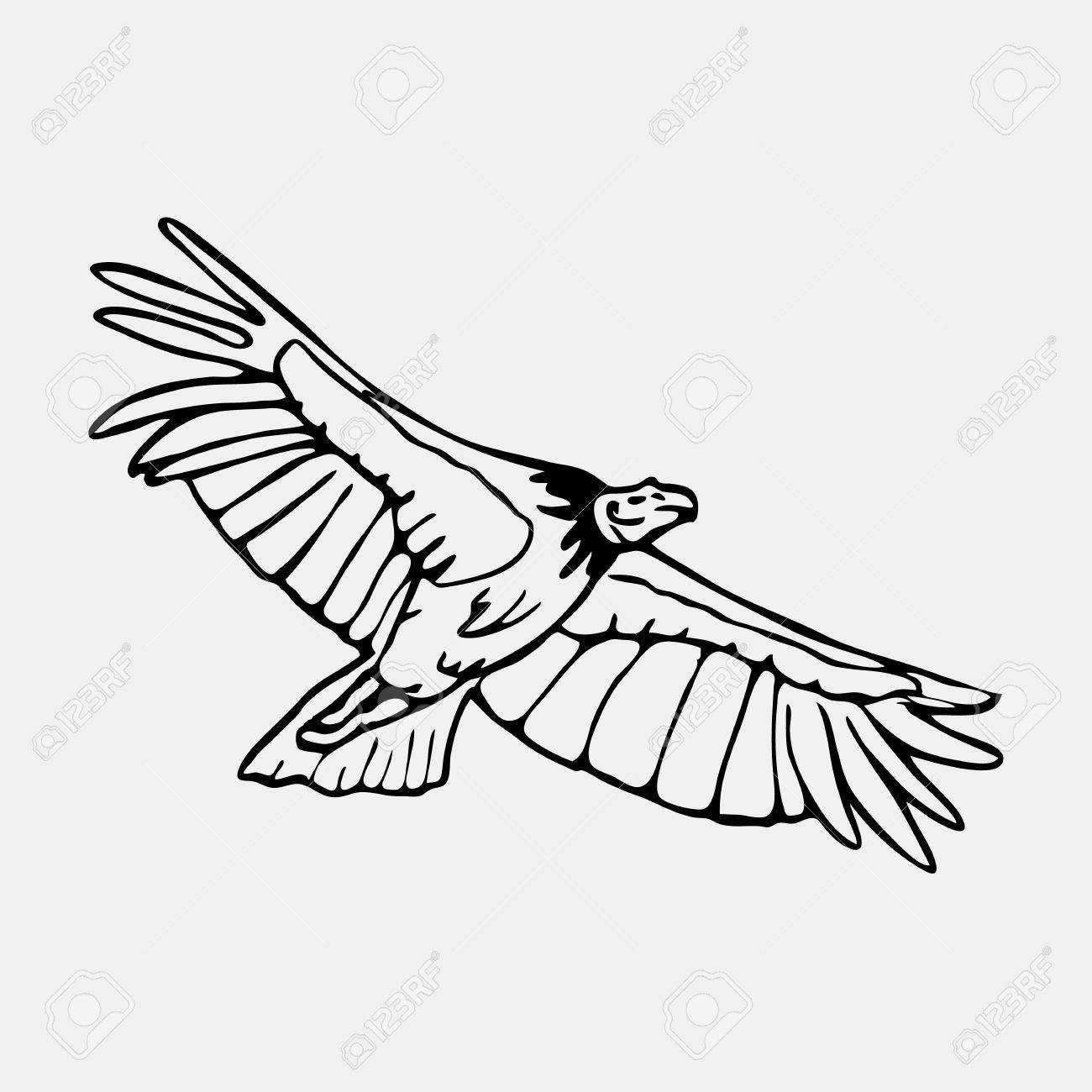 1300x1300 Hand Drawn Pencil Graphics, Vulture, Eagle, Osprey, Falcon, Hawk