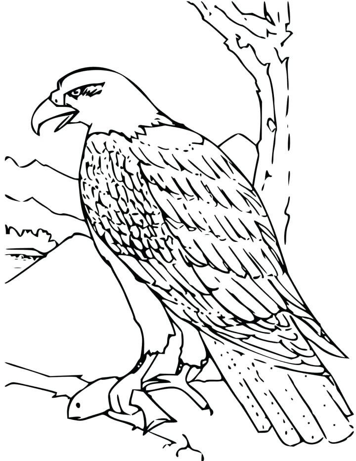 720x932 Coloring Page Of An Eagle Simple Standing P On Exquisite