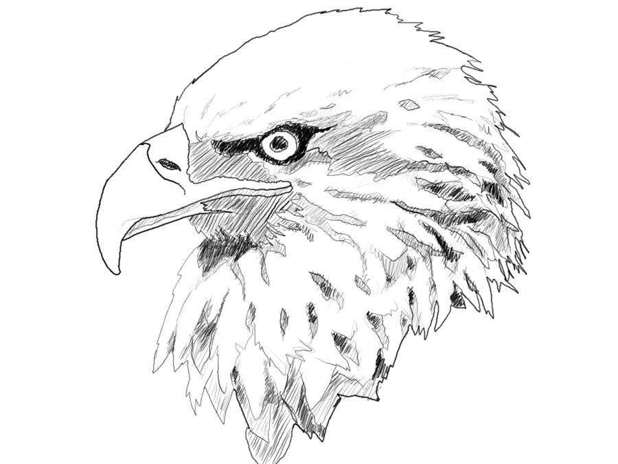 900x675 Eagle Sketch By Circathomas05