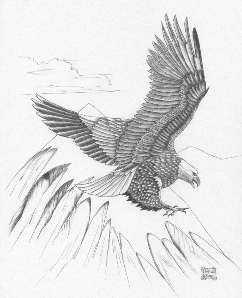 804x992 Eagle By Bonkey 666