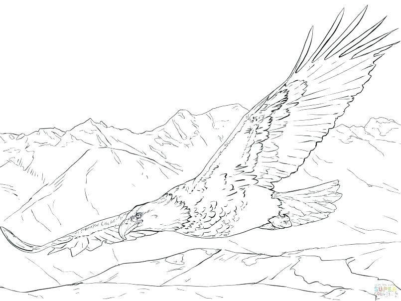 805x604 Harpy Eagle Coloring Page Eagle Color Page Drawing Flying Eagle