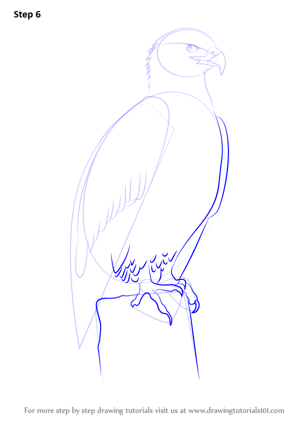 596x842 Learn How To Draw Bald Eagle Full Body (Bird Of Prey) Step By Step