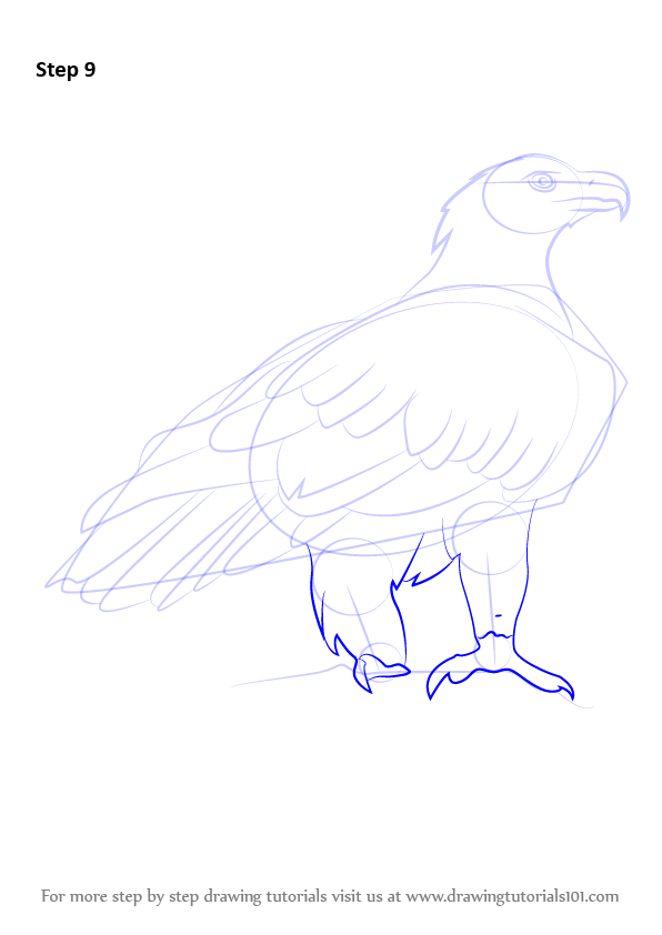 596x842 Learn How To Draw A Wedge Tailed Eagle (Bird Of Prey) Step By Step