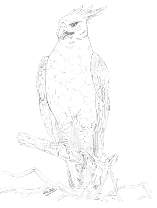 600x797 Long Crested Hawk Eagle By Americanmade