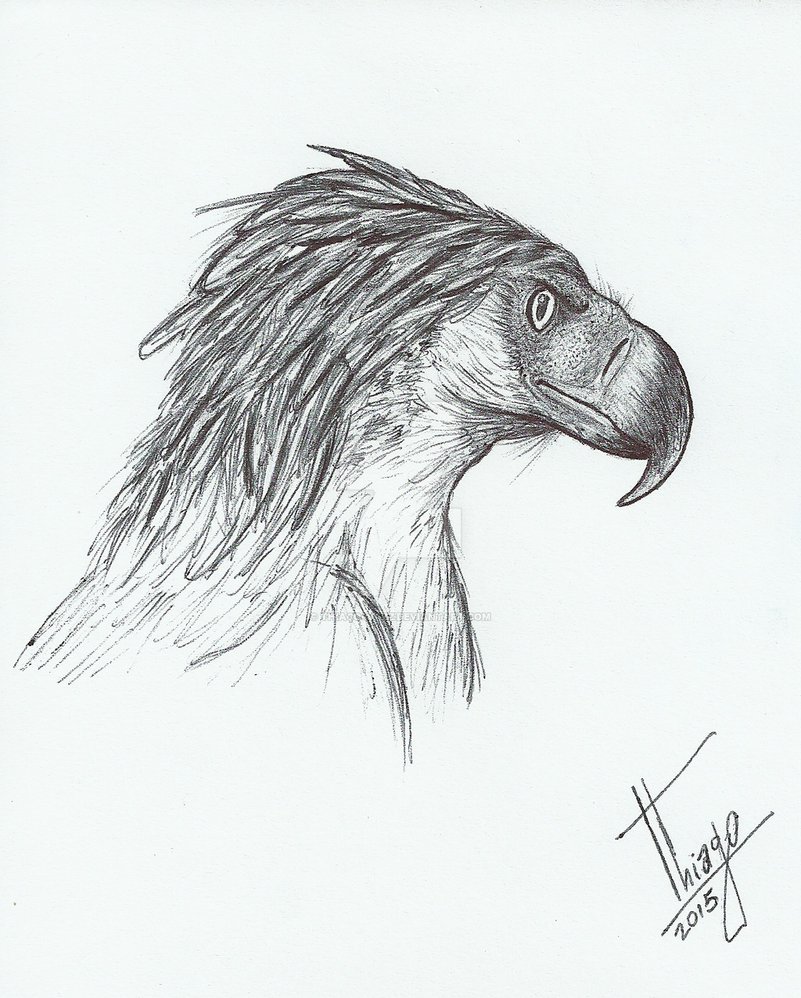 801x998 Philippine Eagle (Pithecophaga Jefferyi) By Thiago4jazz