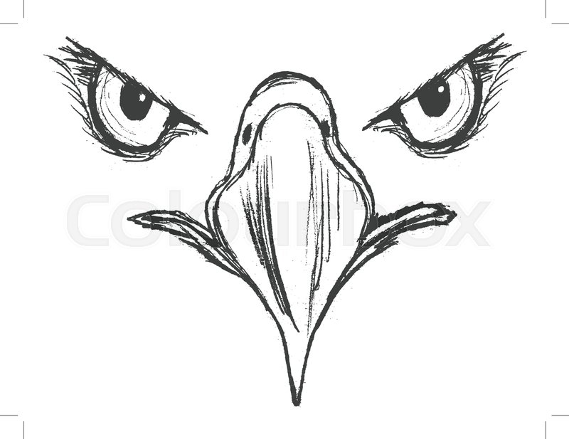 800x617 Vector, Sketch, Hand Drawn Illustration Of Eagle Stock Vector
