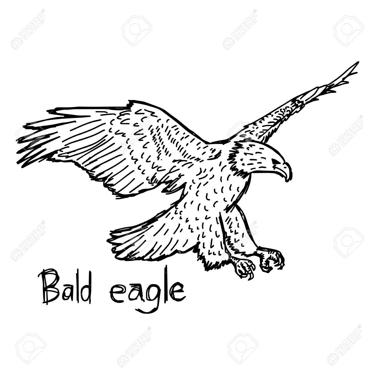 1300x1300 Bald Eagle