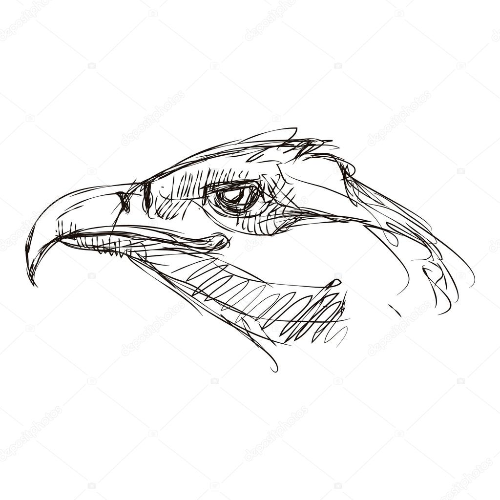 1024x1024 Sketch Of A Head Eagle Stock Vector Ekaterina88