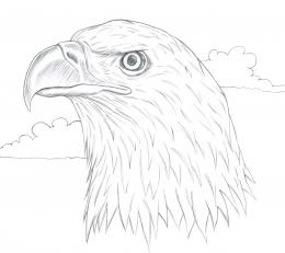 260x231 Birds Drawing Contest (9226), Pictures Page 1