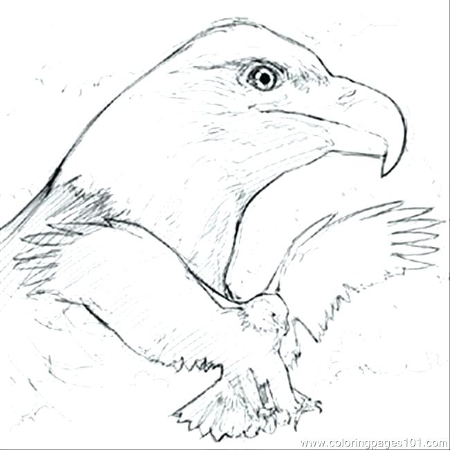 650x650 Coloring Pages Of Bald Eagles Eagles Coloring Pages Soaring Bald