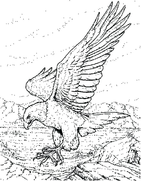 Eagle Soaring Drawing at GetDrawings | Free download