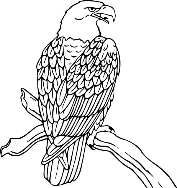 600x635 Eagle Coloring Pages Colouring In Funny Draw Page Printable