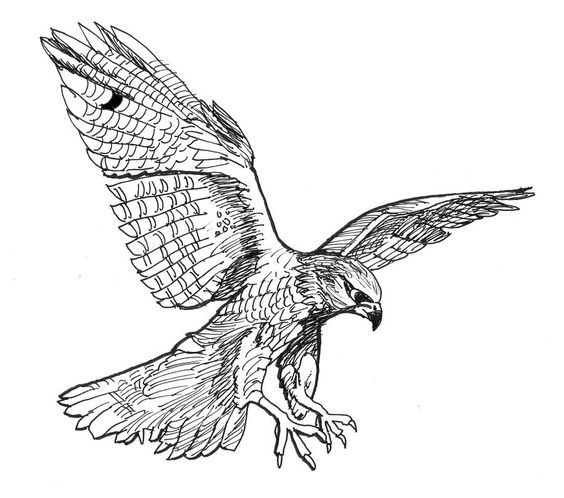 564x498 Falcon Drawing