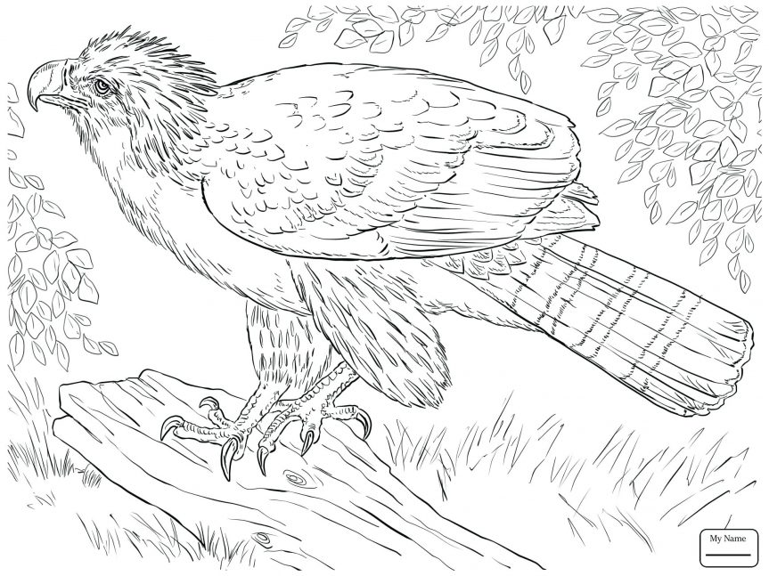 Eagle Soaring Drawing at GetDrawings | Free download