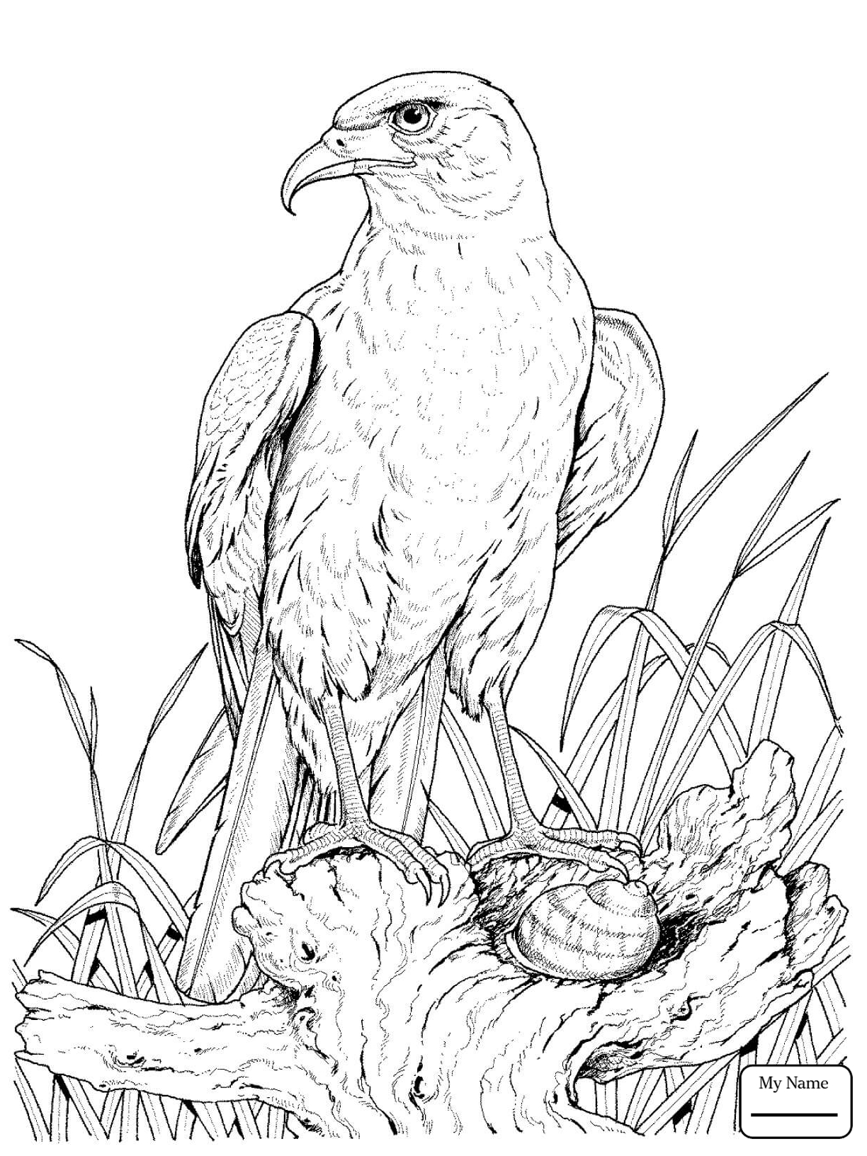 1224x1632 Birds Bald Eagle Soaring Coloring Pages