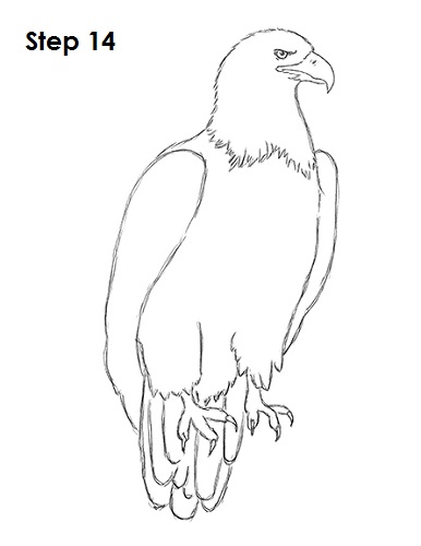 386x500 How To Draw An Eagle (Bald)