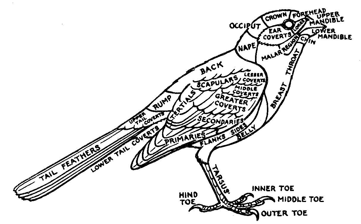 1216x754 Birds Of Yosemite National Park (1954, 1963), Introduction, By