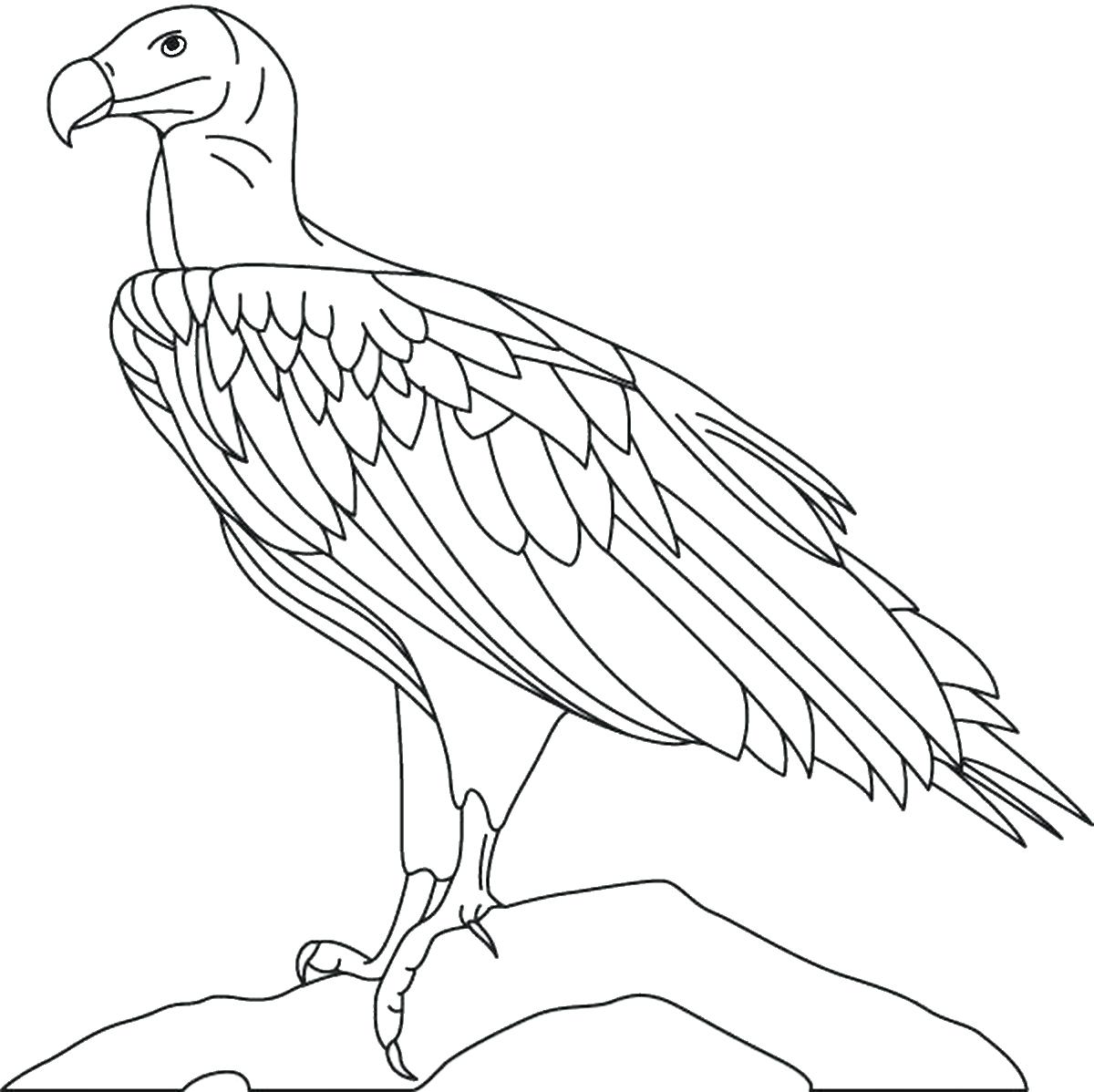 1200x1198 Eagle Coloring Page 6 Eagles Football Logo Pages Free Printable