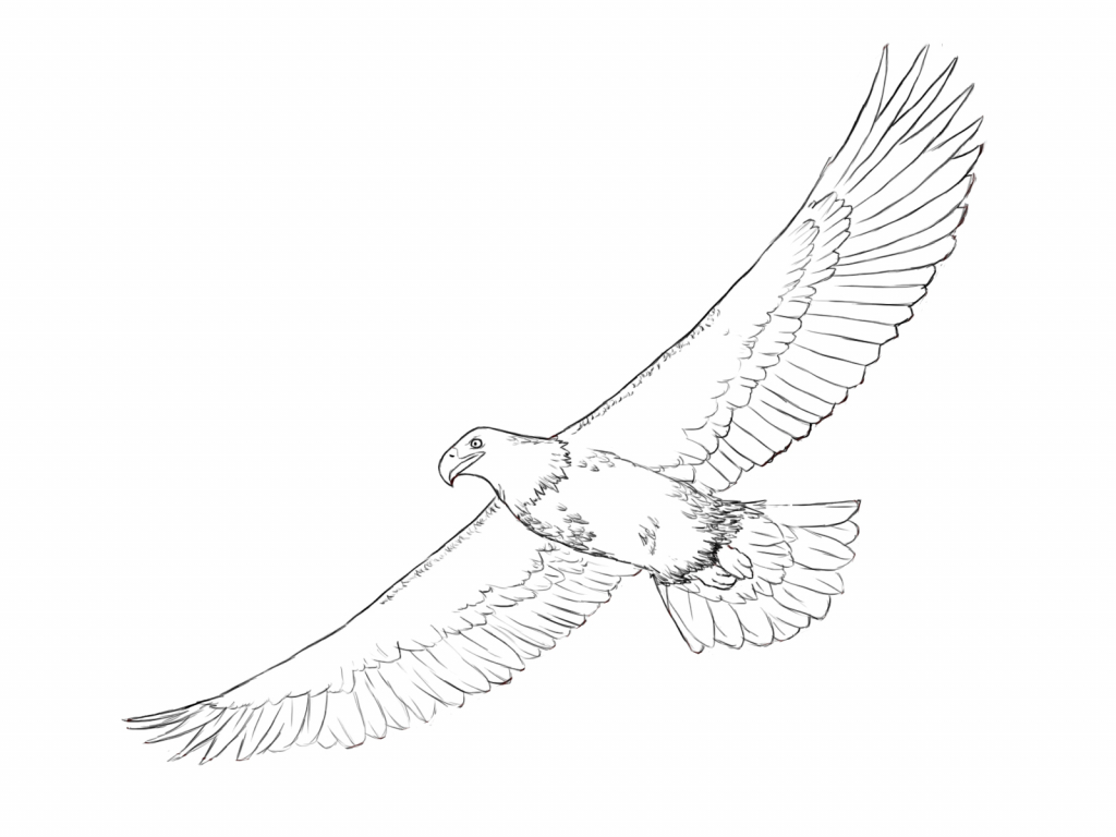 1024x768 Eagle Drawing Pictures
